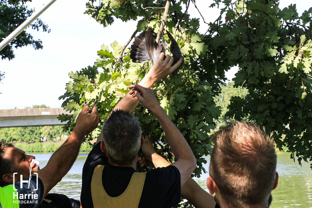 Duif vast in boom_2027.jpg